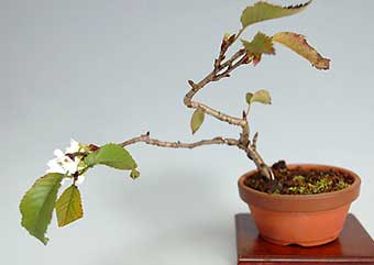 コブクザクラA（こぶくざくら・子福桜）花もの盆栽の成長記録-1・Cerasus 'Kobuku-zakura' bonsai
