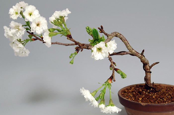 コブクザクラA-2（こぶくざくら・子福桜）花もの盆栽の販売と育て方・作り方・Cerasus 'Kobuku-zakura' bonsai photo