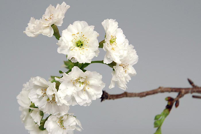 コブクザクラA-2（こぶくざくら・子福桜）花もの盆栽を別側から見た景色・Cerasus 'Kobuku-zakura' bonsai photo