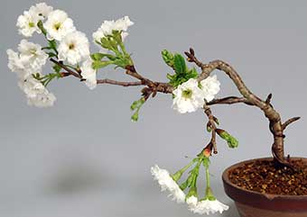 コブクザクラA（こぶくざくら・子福桜）花もの盆栽の成長記録-2・Cerasus 'Kobuku-zakura' bonsai
