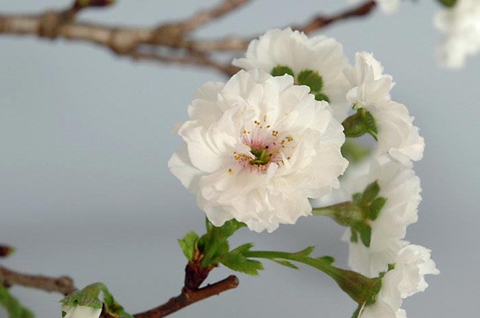 コブクザクラA-2（こぶくざくら・子福桜）花もの盆栽を拡大して見た景色・Cerasus 'Kobuku-zakura' bonsai photo