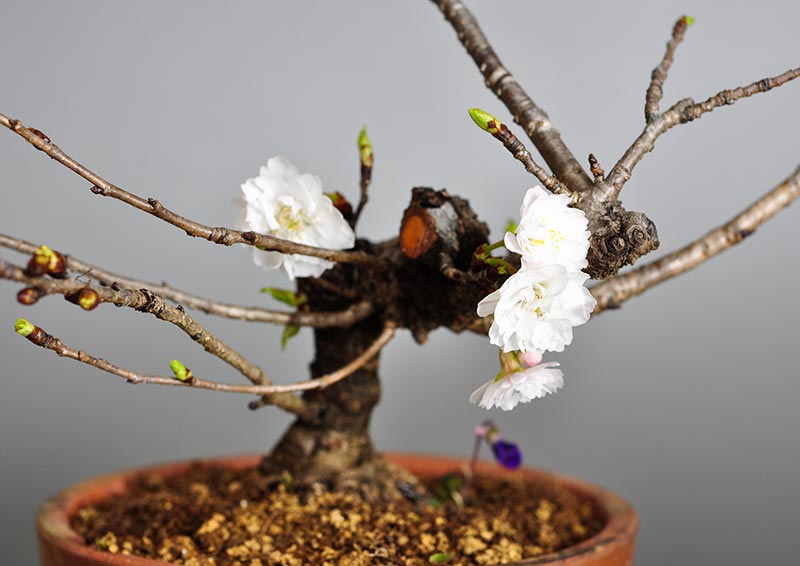 コブクザクラA（こぶくざくら・子福桜）花もの盆栽の販売と育て方・作り方・Cerasus 'Kobuku-zakura' bonsai photo
