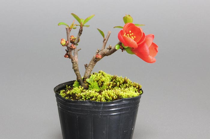 クサボケA（くさぼけ・草木瓜）花もの盆栽の販売と育て方・作り方・Chaenomeles japonica bonsai