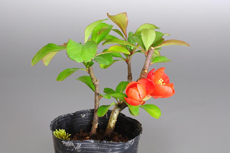 クサボケ-B（くさぼけ・草木瓜）花もの盆栽を左側から見た景色・Chaenomeles japonica bonsai