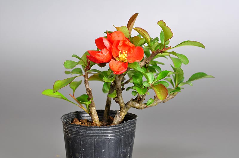 クサボケC（くさぼけ・草木瓜）花もの盆栽の販売と育て方・作り方・Chaenomeles japonica bonsai