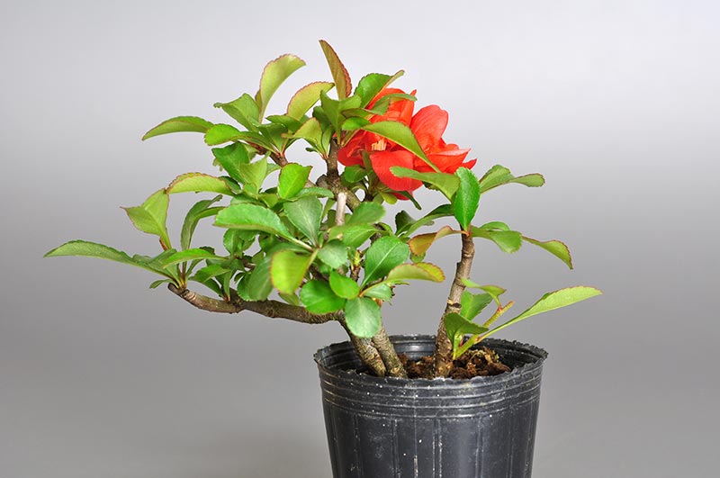 クサボケC（くさぼけ・草木瓜）花もの盆栽を裏側から見た景色・Chaenomeles japonica bonsai