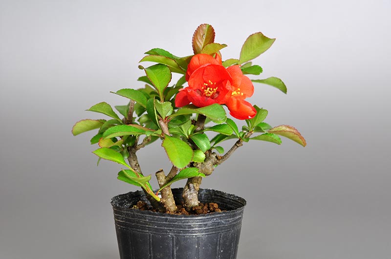 クサボケC（くさぼけ・草木瓜）花もの盆栽を左側から見た景色・Chaenomeles japonica bonsai