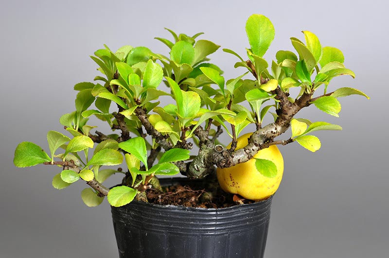 クサボケD（くさぼけ・草木瓜）花もの盆栽の販売と育て方・作り方・Chaenomeles japonica bonsai photo
