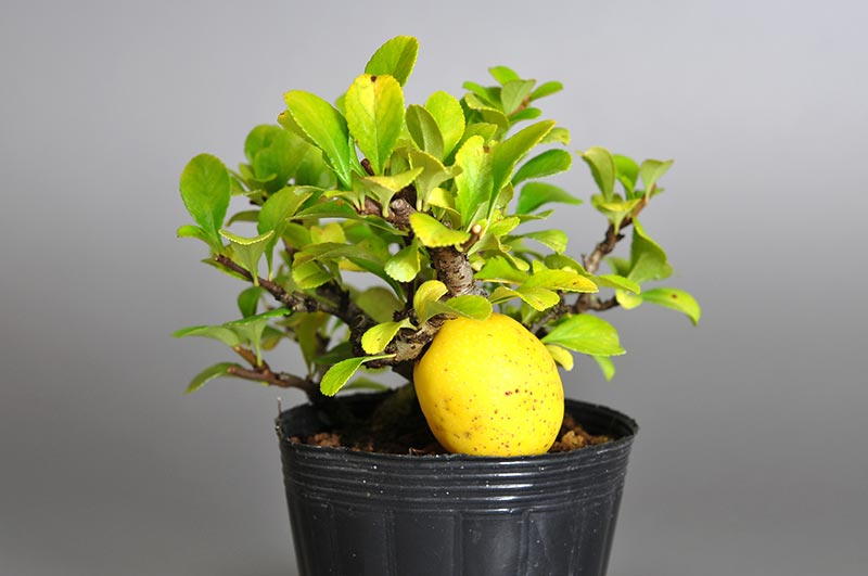 クサボケD（くさぼけ・草木瓜）花もの盆栽を右側から見た景色・Chaenomeles japonica bonsai photo