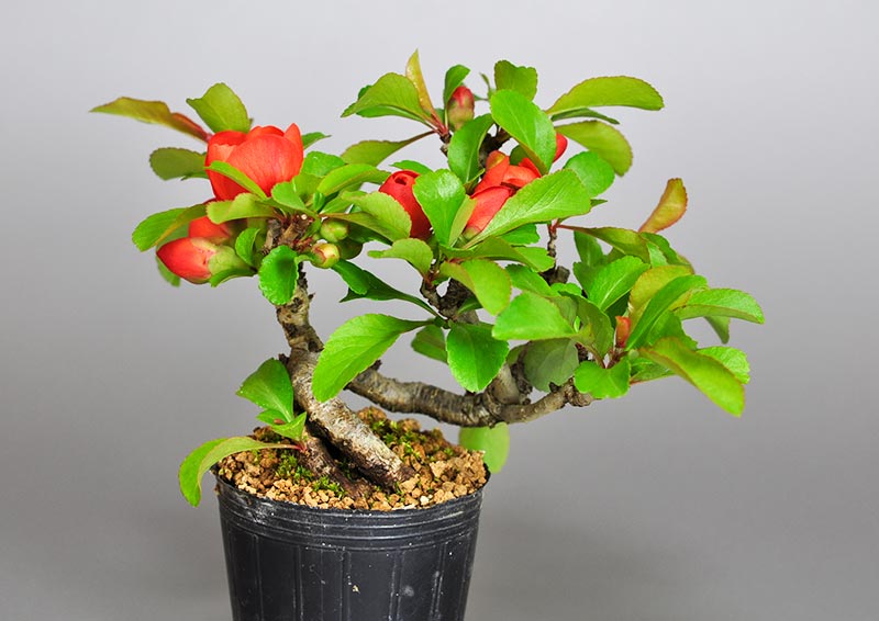 クサボケE（くさぼけ・草木瓜）花もの盆栽の販売と育て方・作り方・Chaenomeles japonica bonsai photo