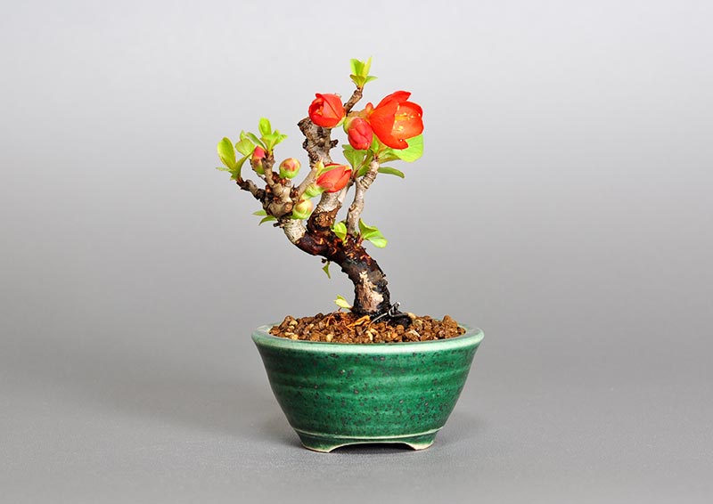 クサボケF（くさぼけ・草木瓜）花もの盆栽を裏側から見た景色・Chaenomeles japonica bonsai photo