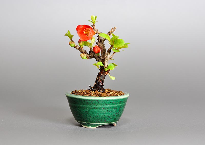 クサボケF（くさぼけ・草木瓜）花もの盆栽を左側から見た景色・Chaenomeles japonica bonsai photo