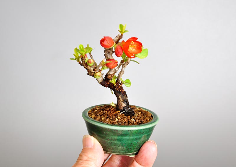 クサボケF（くさぼけ・草木瓜）花もの盆栽を別側から見た景色・Chaenomeles japonica bonsai photo