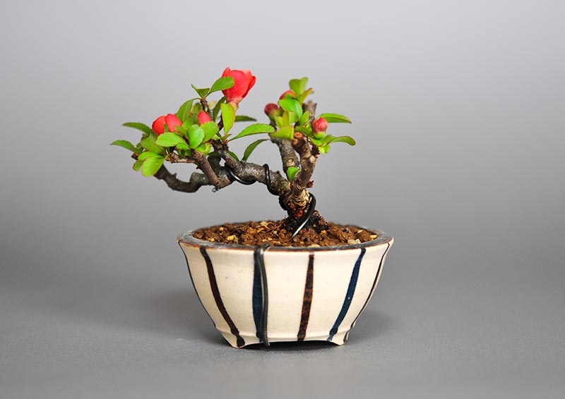 クサボケG（くさぼけ・草木瓜）花もの盆栽を裏側から見た景色・Chaenomeles japonica bonsai photo