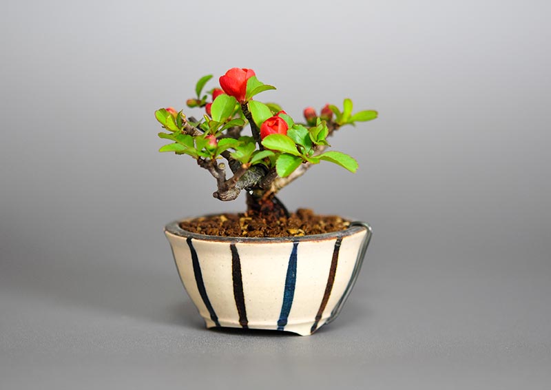 クサボケG（くさぼけ・草木瓜）花もの盆栽を右側から見た景色・Chaenomeles japonica bonsai photo