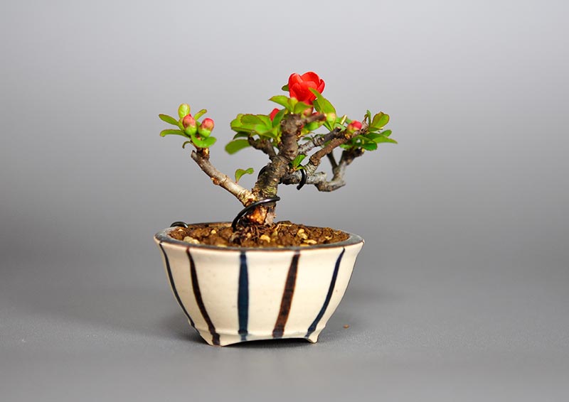 クサボケG（くさぼけ・草木瓜）花もの盆栽を左側から見た景色・Chaenomeles japonica bonsai photo