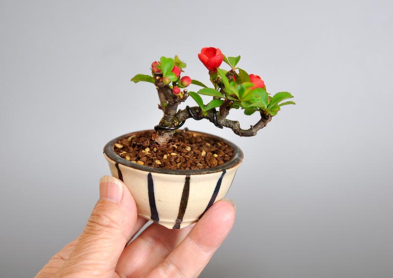 クサボケG（くさぼけ・草木瓜）花もの盆栽を別側から見た景色・Chaenomeles japonica bonsai photo