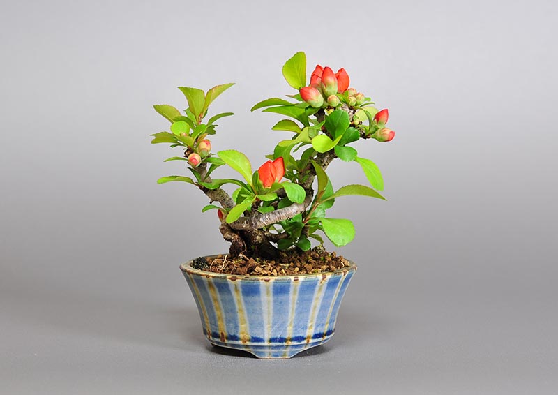 クサボケH（くさぼけ・草木瓜）花もの盆栽の販売と育て方・作り方・Chaenomeles japonica bonsai