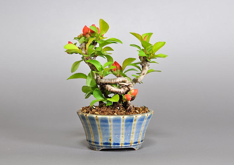 クサボケH（くさぼけ・草木瓜）花もの盆栽を裏側から見た景色・Chaenomeles japonica bonsai