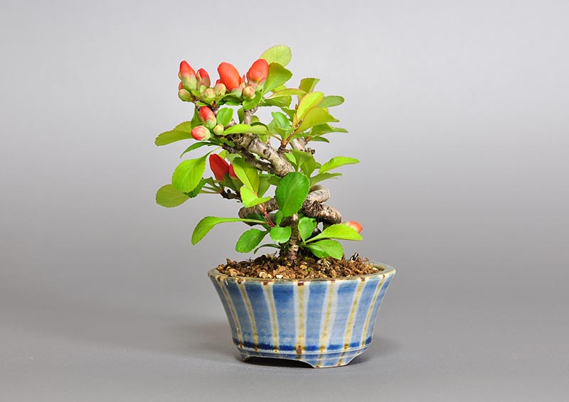 クサボケH（くさぼけ・草木瓜）花もの盆栽を右側から見た景色・Chaenomeles japonica bonsai