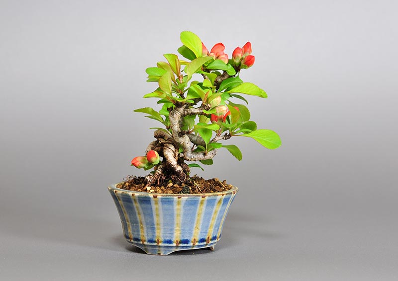 クサボケH（くさぼけ・草木瓜）花もの盆栽を左側から見た景色・Chaenomeles japonica bonsai