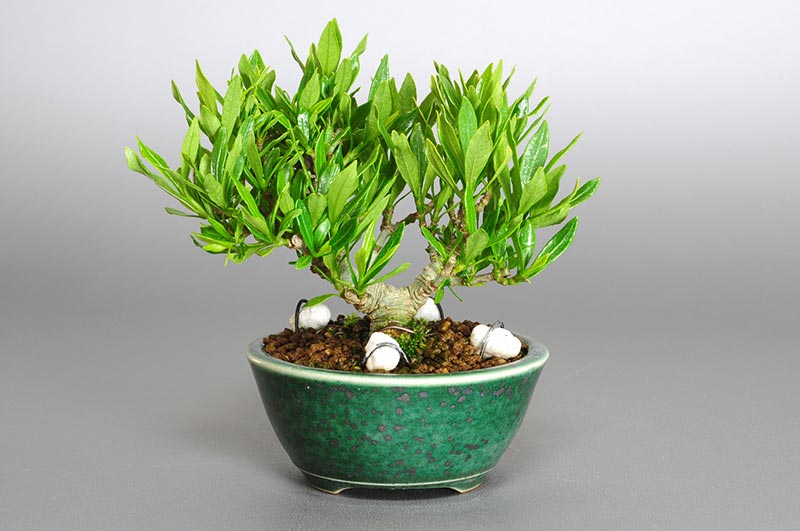 クチナシ-B1（くちなし・梔子）花もの盆栽を裏側から見た景色・Gardenia jasminoides bonsai