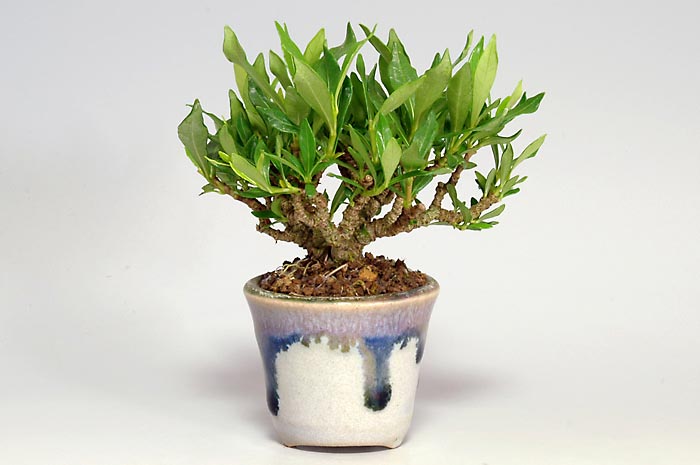 クチナシ-D（くちなし・梔子）花もの盆栽を裏側から見た景色・Gardenia jasminoides bonsai