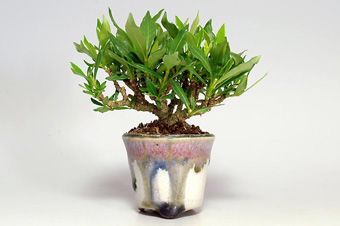 クチナシ-D（くちなし・梔子）盆栽の樹作りの参考樹形・Gardenia jasminoides Best bonsai