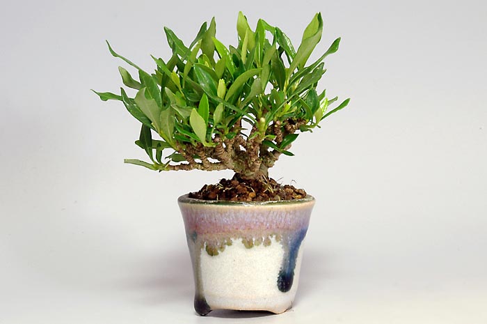 クチナシ-D（くちなし・梔子）花もの盆栽を右側から見た景色・Gardenia jasminoides bonsai