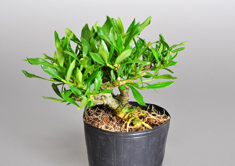 クチナシF（くちなし・梔子）ミニ盆栽の販売と育て方・作り方・Gardenia jasminoides bonsai photo