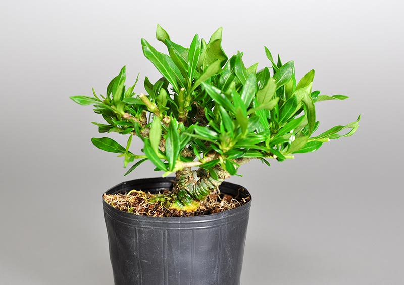 クチナシF（くちなし・梔子）ミニ盆栽を裏側から見た景色・Gardenia jasminoides bonsai photo