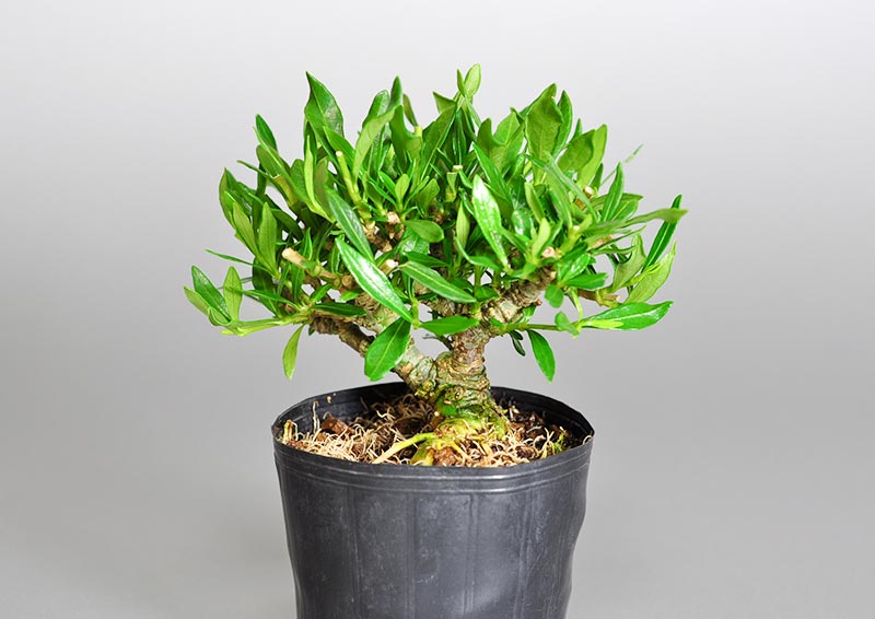 クチナシF（くちなし・梔子）ミニ盆栽を右側から見た景色・Gardenia jasminoides bonsai photo