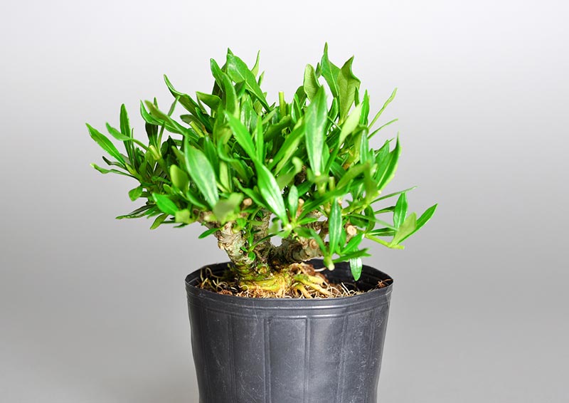 クチナシF（くちなし・梔子）ミニ盆栽を左側から見た景色・Gardenia jasminoides bonsai photo