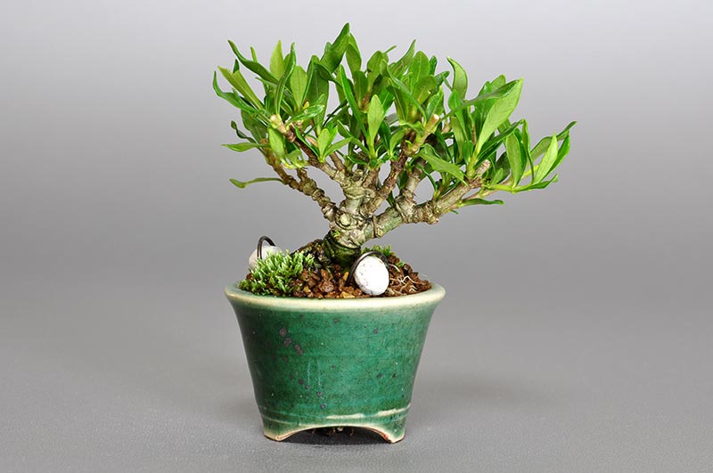 クチナシ-G1（くちなし・梔子）花もの盆栽を裏側から見た景色・Gardenia jasminoides bonsai