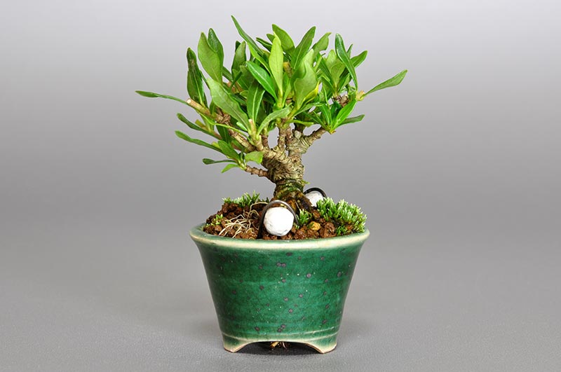 クチナシ-G1（くちなし・梔子）花もの盆栽を右側から見た景色・Gardenia jasminoides bonsai