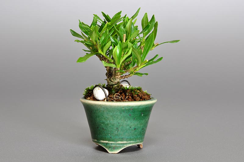 クチナシ-G1（くちなし・梔子）花もの盆栽を左側から見た景色・Gardenia jasminoides bonsai