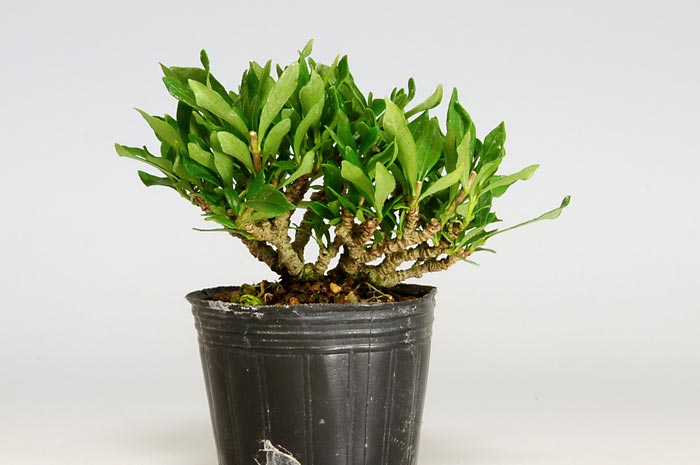 クチナシ-H（くちなし・梔子）花もの盆栽を裏側から見た景色・Gardenia jasminoides bonsai