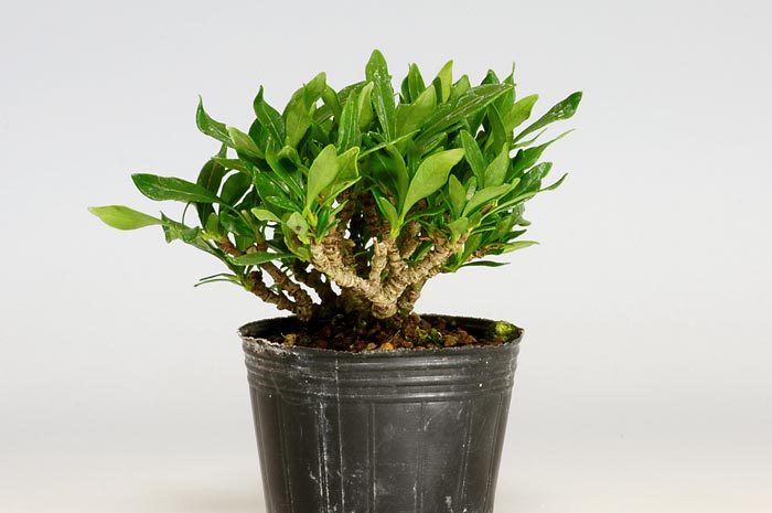 クチナシ-H（くちなし・梔子）花もの盆栽を右側から見た景色・Gardenia jasminoides bonsai