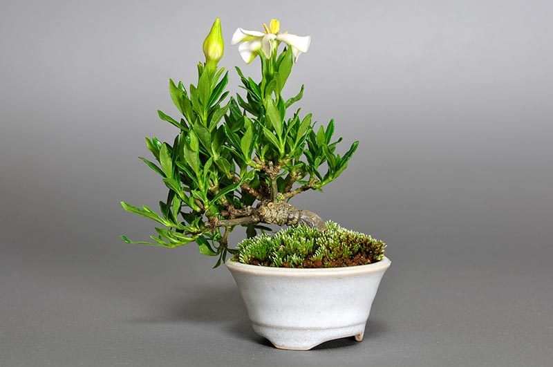 クチナシ-H1（くちなし・梔子）花もの盆栽を裏側から見た景色・Gardenia jasminoides bonsai