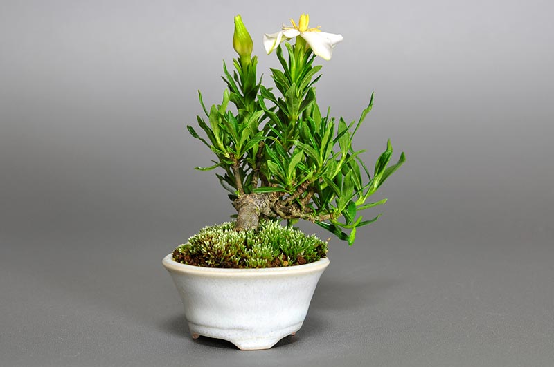 クチナシ-H1（くちなし・梔子）花もの盆栽を左側から見た景色・Gardenia jasminoides bonsai