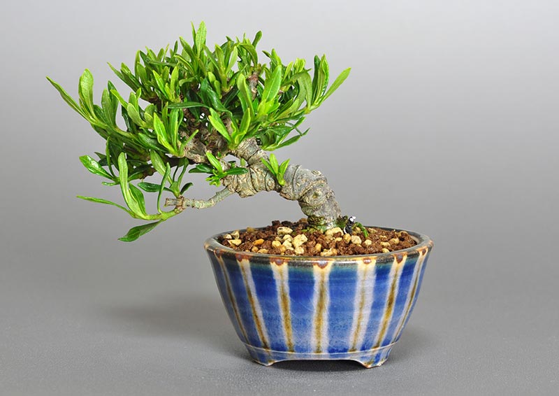 クチナシ-J1-1（くちなし・梔子）ミニ盆栽を裏側から見た景色・Gardenia jasminoides bonsai photo