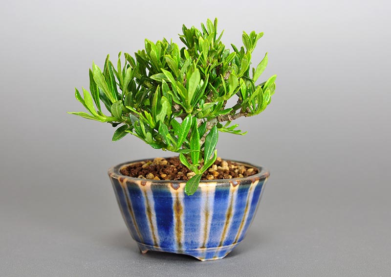 クチナシ-J1-1（くちなし・梔子）ミニ盆栽を右側から見た景色・Gardenia jasminoides bonsai photo