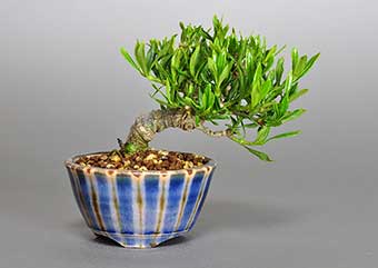 クチナシ-J1（くちなし・梔子）ミニ盆栽の成長記録-1・Gardenia jasminoides bonsai photo