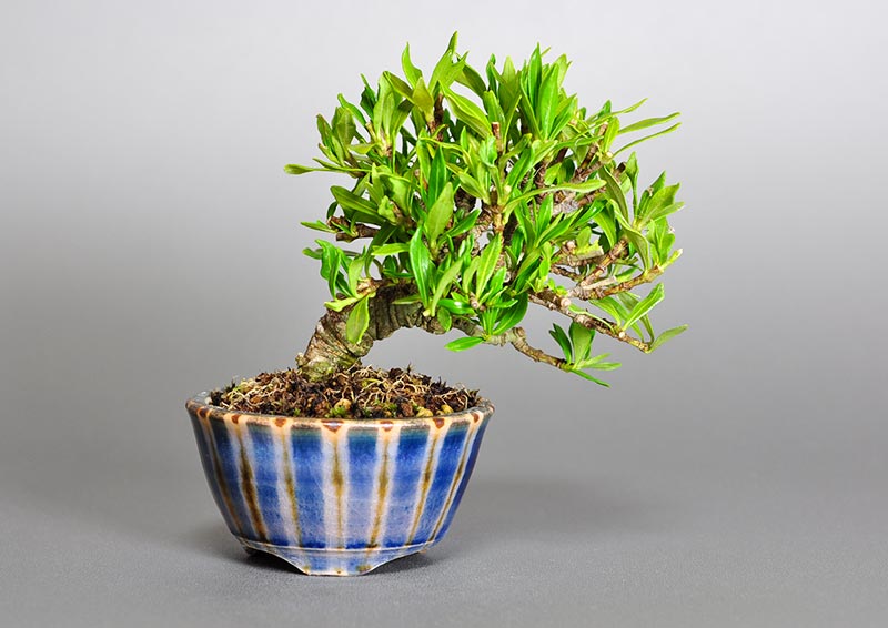 クチナシ-J1（くちなし・梔子）ミニ盆栽の販売と育て方・作り方・Gardenia jasminoides bonsai photo
