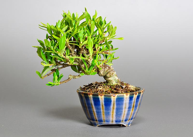 クチナシ-J1（くちなし・梔子）ミニ盆栽を裏側から見た景色・Gardenia jasminoides bonsai photo