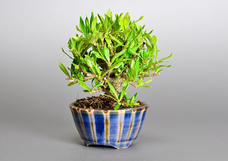 クチナシ-J1（くちなし・梔子）ミニ盆栽を右側から見た景色・Gardenia jasminoides bonsai photo