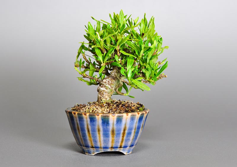 クチナシ-J1（くちなし・梔子）ミニ盆栽を左側から見た景色・Gardenia jasminoides bonsai photo