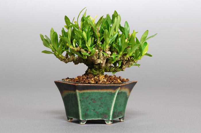 クチナシ-L（くちなし・梔子）花もの盆栽を裏側から見た景色・Gardenia jasminoides bonsai