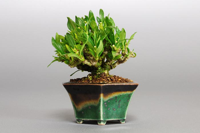 クチナシ-L（くちなし・梔子）花もの盆栽を右側から見た景色・Gardenia jasminoides bonsai