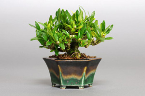 クチナシ-L（梔子盆栽）Gardenia jasminoides bonsai・プチ盆栽のベストコレクション・Best Collection of Petit Bonsai